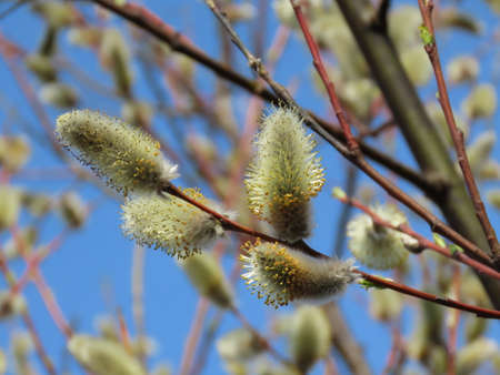 Furry yellow male catkins of a willow 'Salix sp.' close up, on a bright early spring day, with...
