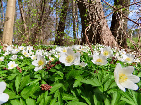 Wild white anemones flowering on forest floor in early spring, close upの写真素材