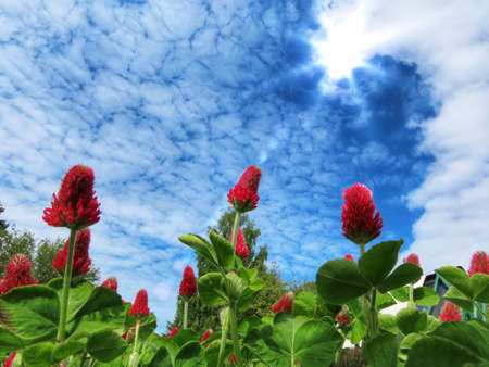 Bright red Trifolium incarnatum, also crimson clover or Italian clover, on blue sky background with white clouds and shining sunの写真素材