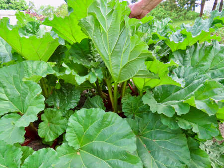 Rhubarb growing in garden, unrecognisable old male gardener lifts the leaf to show stemの写真素材