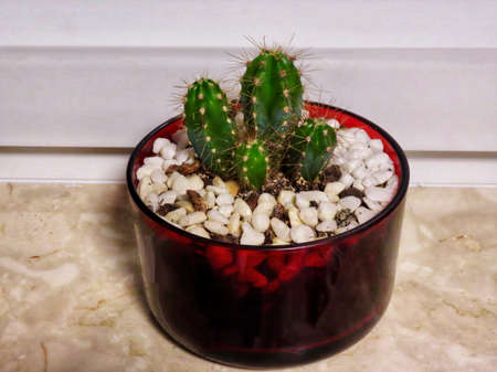 Spiky cactus plants in dark glass flower pot, white marble pebbles covering groundの写真素材
