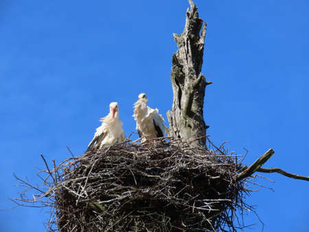 Stork in nest high on top of leafless larch tree in early spring in the biggest white stork Ciconia...