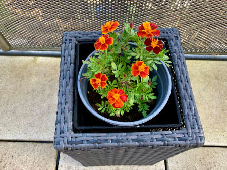 French marigold - also called tagetes - orange flowers on a balcony grown as hobby gardening. Selective focusの写真素材