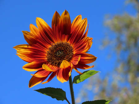 Orange sunflower close up from Little Becka variety on a background of bright blue skyの写真素材