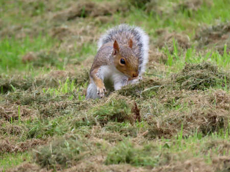Eastern gray squirrel or Sciurus carolinensis on a mowed lawn digging a hole for his stash of hidden...