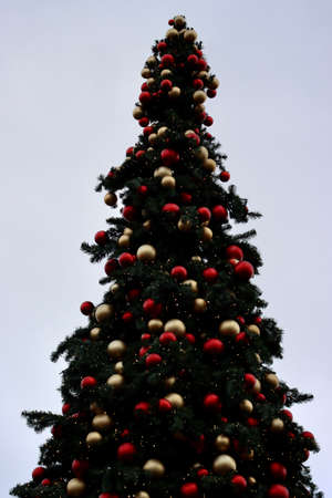 Christmas tree silhouette on lighter sky, red and gold baubles, tree branches, small LED lightsの写真素材