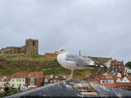 Herring gull and Whitby Abbey ruins in far background, England, UK, on a foggy dayの写真素材