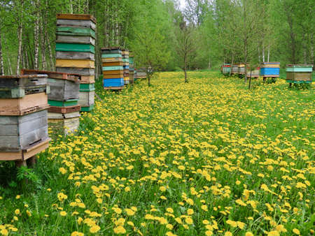 Yellow dandelion meadow with different coloured beehives stacked on sides