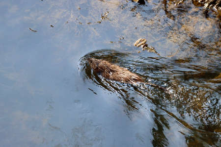 Muskrat Ondatra zibethicus swimming in river in Luxembourg