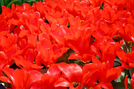 Merry red tulips in sunshine, for background