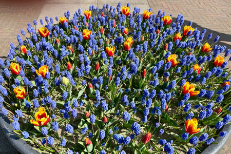 Muscari and tulips in round flower bed, focus on closest flowers, background blurry, close up, sunny spring dayの写真素材