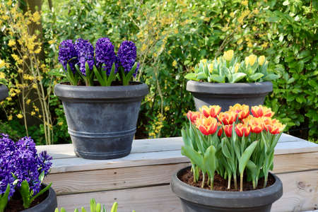 Orange tulips and violet hyacinths growing in grey flower pots, close up