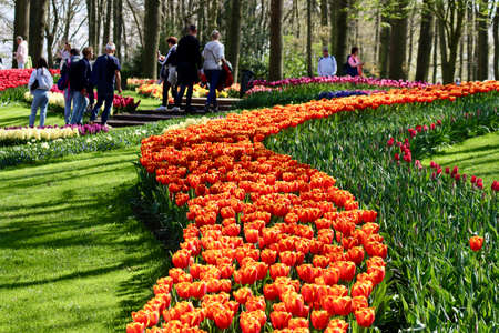 Orange tulips in a flower bed, people walking in Keukenhof gardens, Lisse, Netherlands - April 14, 2022のeditorial素材