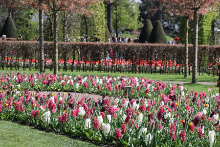 Pink and white hyacinths in a flower bed, people walking in Keukenhof gardens, Lisse, Netherlands - April 14, 2022のeditorial素材