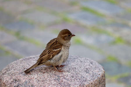 Little sparrow sitting on top of a granite pilar, background - blurred cobblestonesの写真素材
