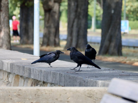 Three all black carrion crows Corvus corone walking on a stone wall, background blurryの写真素材