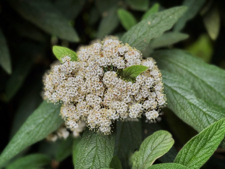 Leatherleaf viburnum flower close upの写真素材