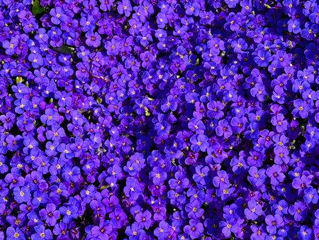 Purple rock cress covering ground like a carpet, use as background textureの写真素材