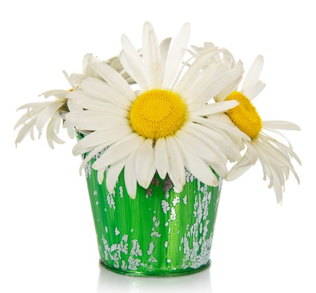 Bouquet of camomiles in the children's bucket, isolated on whiteの写真素材