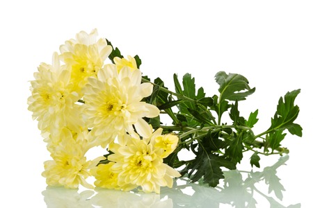 Bouquet of yellow chrysanthemums and leaves isolated on white background.の写真素材