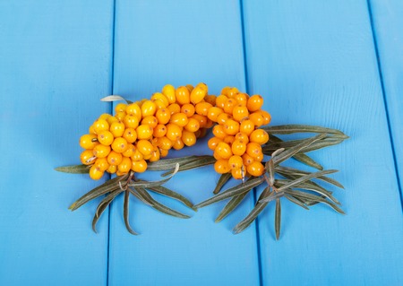Bunches ripe buckthorn berries on a background of blue painted wood.の写真素材