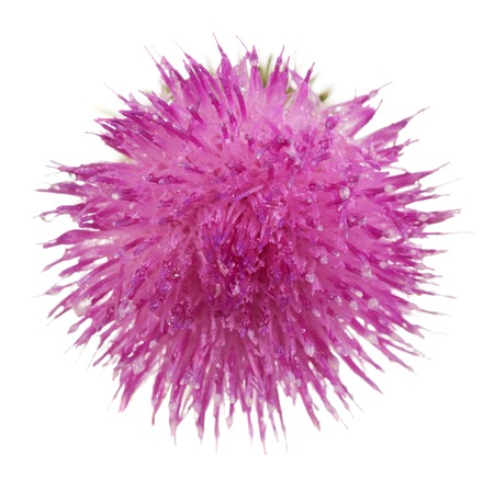 Thistle flower close-up isolated on white background.の写真素材