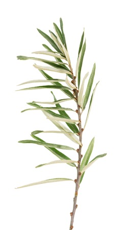 Sprig with young leaves of sea buckthorn isolated on a white background.の写真素材