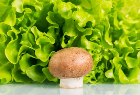 Mushroom champignon and fresh green lettuce background.の写真素材