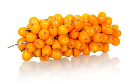 Branch of sea-buckthorn with ripe berries isolated on white background.の写真素材