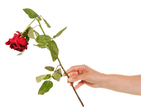 Faded broken red rose in her hand isolated on white backgroundの写真素材