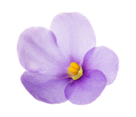 Violet flower close-up isolated on white background.の写真素材