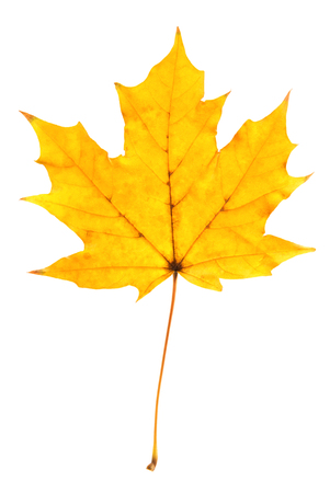 Yellow maple leaf isolated on white backgroundの写真素材