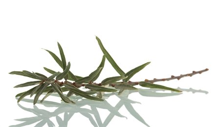 A branch of sea-buckthorn with leaves isolated on white background.の写真素材