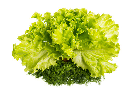 Lettuce and dill close-up isolated on white background.の写真素材