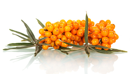 Bunch of ripe sea-buckthorn with leaves close-up isolated on white background.の写真素材