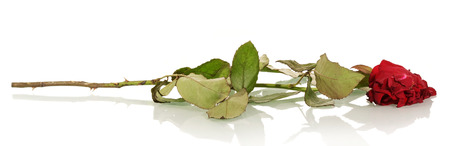 Witherbarks red rose isolated on white background.の写真素材