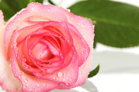 Pink rose with drops of dew on petals isolated on white background. Front view.の写真素材