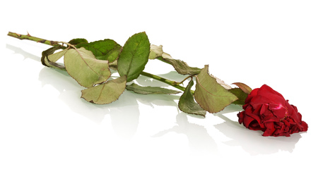 Witherbarks red rose with leaves isolated on white background.の写真素材