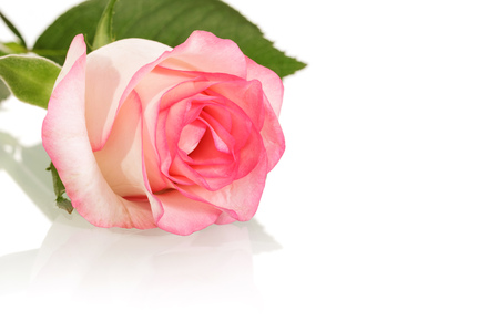 Pink rose with leaves closeup isolated on white background.の写真素材