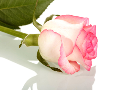 Pink rose on stem with leaves isolated on white background.の写真素材