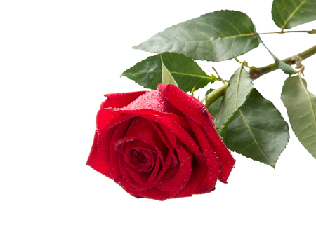 Bright red rose with water drops isolated on white backgroundの写真素材