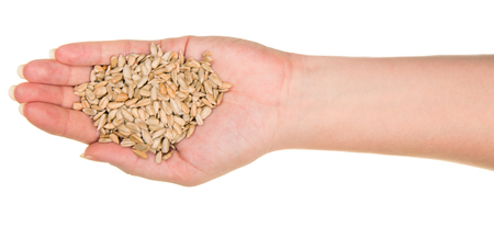 Peeled fried sunflower seeds in a female hand isolated on white background.の写真素材