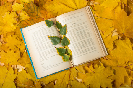 An open book with a birch branch against a background of autumn maple leavesの写真素材