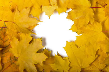 Frame from autumn leaves isolated on white backgroundの写真素材