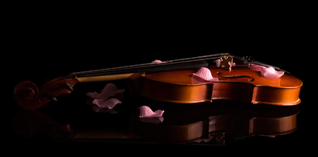 Beautiful violin with rose petals, isolated on a black backgroundの写真素材