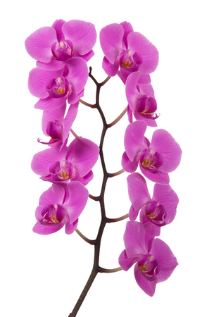 Flowering branch of lilac orchid isolated on white backgroundの写真素材