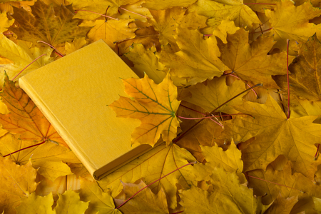 Carpet of bright autumn maple leaves and book on topの写真素材