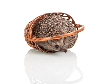 Funny little hedgehog sitting in wicker basket, isolated on white backgroundの写真素材