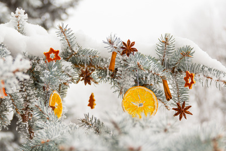 Dried orange slices, star anise, cinnamon sticks on snowy pine branch. Background