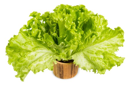 Fresh lettuce leaves in wooden bucket isolated on whiteの写真素材